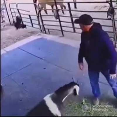 Ben - Destroyer of cocks , lover of goats