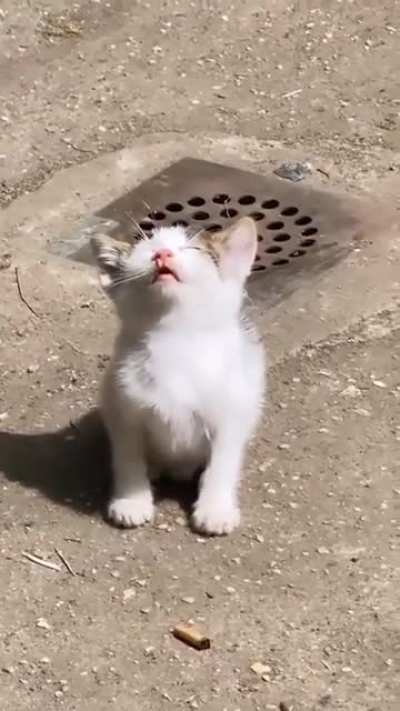 Illegally smol sleepy sun bathing criminal
