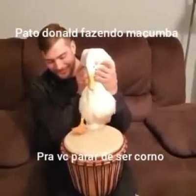 Brigado Donald sinto ate os chifre pesando menos