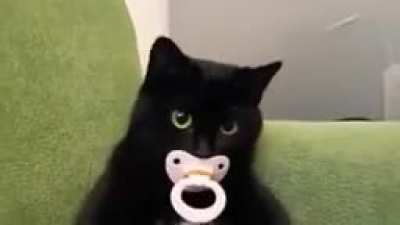 Zy: Quem estiver interessado em ser meu gato a&iacute;, mande um e-mail para zygato@gmail.com Eu:
