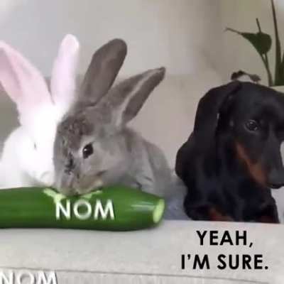 When your vegan friend serves imitation meat