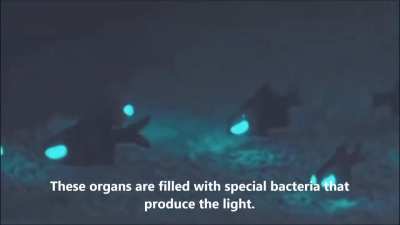 Flashlight fish emitting light on the ocean floor (oceans are lit!)