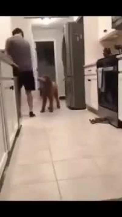 🐶😍
