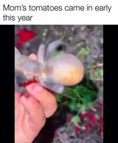 I don't mind spiders but this is a whole other level of "yeah nope"