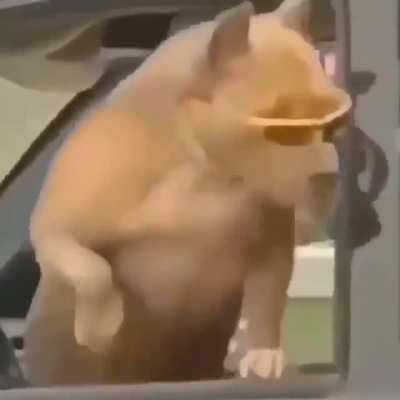 Os falta calle