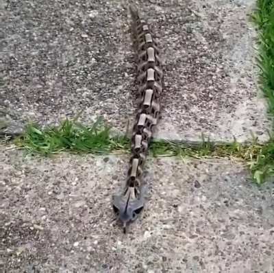 The Gaboon viper is a viper species found in the rainforests and savannas of sub-Saharan Africa. Like all other vipers, it is venomous. It is the largest member of the genus Bitis, and it has the longest fangs of any venomous snake and the highest venom y