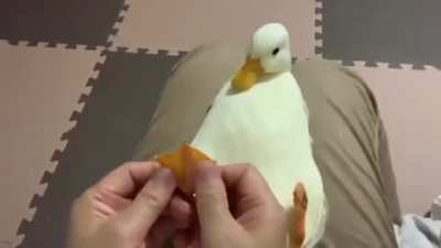 &iquest;C&oacute;mo era; domingo de patos o de patas?