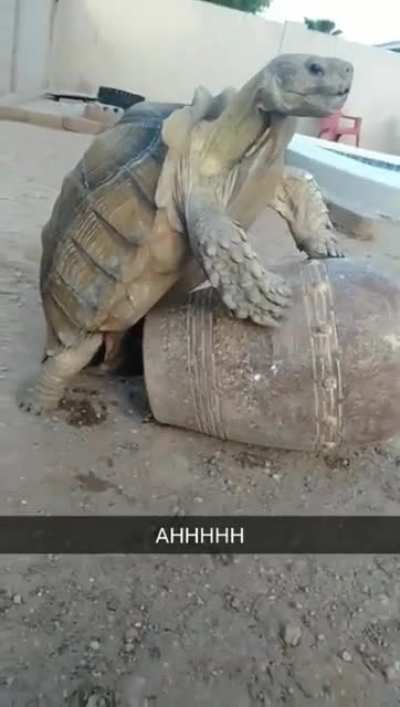 Tortoise