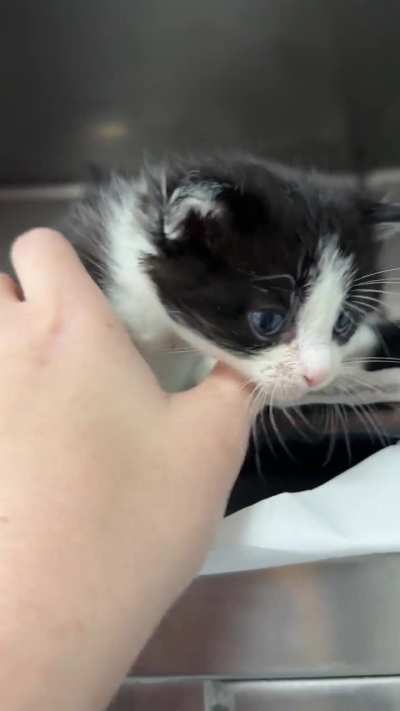 I adopted the lil white one, then this tuxedo adopted me. I&rsquo;m keeping them both.
