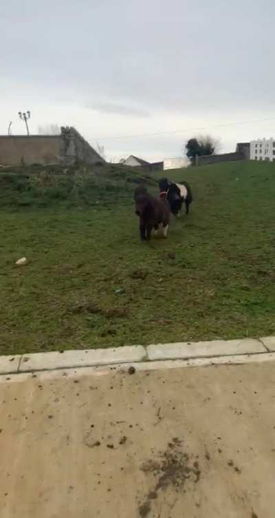 Ponies going down the hill