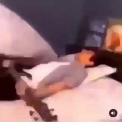 Bruh