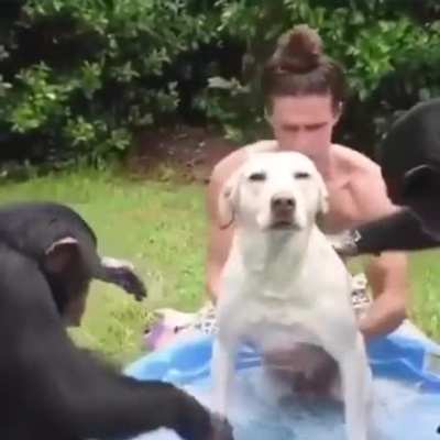 Toca ba&ntilde;ar al perro