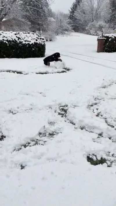 Anyone Else&rsquo;s dog love building snowmen?