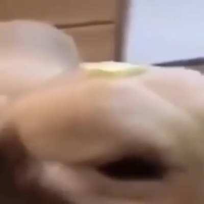 Butter dog