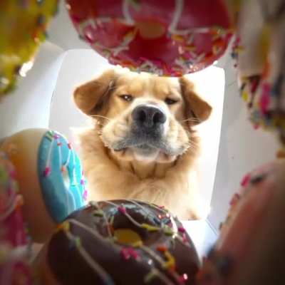 What the donuts see when you&rsquo;re trying to make your choice