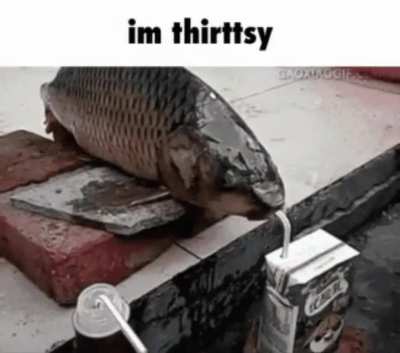 fidsh