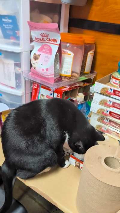 New guy at our shelter named Nicky. He has a lot to say