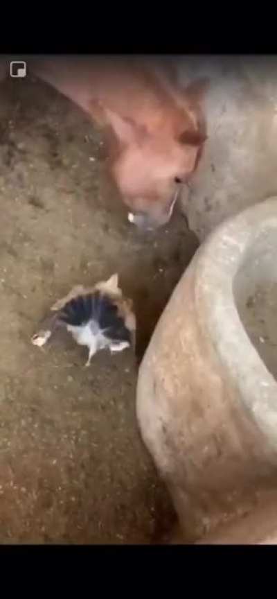 Ты виноват лишь в том, что хочется мне кушать&copy;