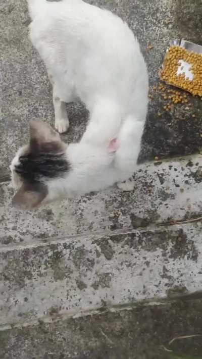We have a new kitty in the colony! He's quite sick with a respiratory infection, and has some skin issues. We're fundraising to cover his health check &amp;amp; treatment!