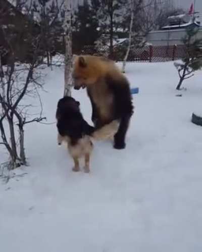 Playing with a good boy