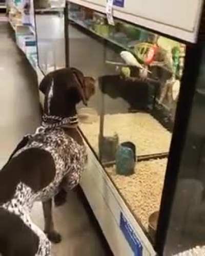 A German short hair pointer. Doing what they do, telling us where the bird is