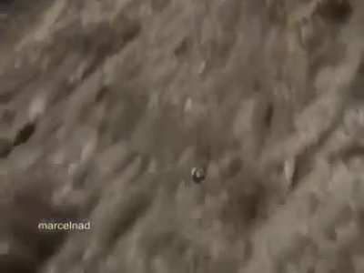 Golden Eagle pulls a Chamois off of a cliff