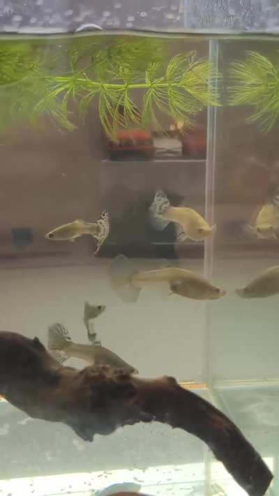 Type of guppy?