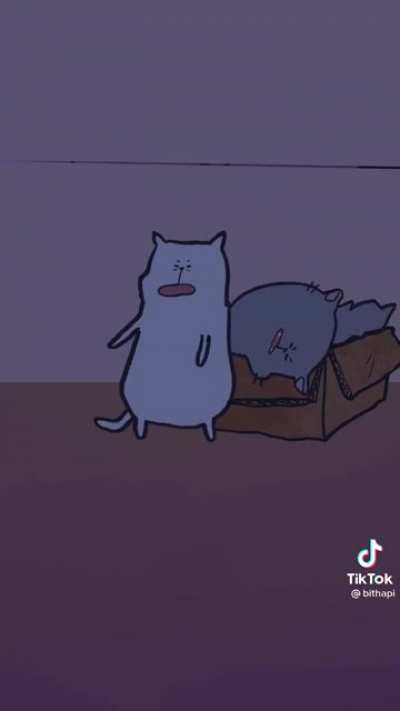 What your cat does at 3 am