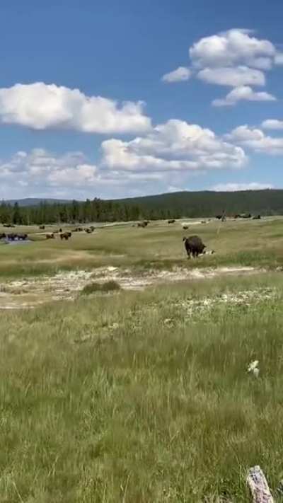 Girl trips while being chased by a Bison&hellip;