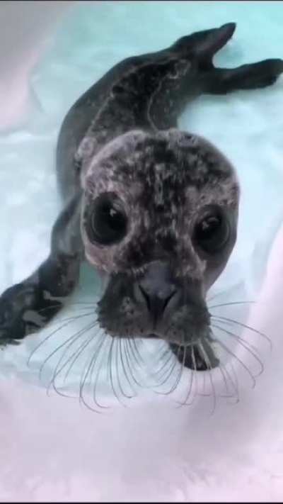 Baiji&rsquo;s first time in the bath at Seal Rescue Ireland (sound up for perhaps the cutest sounds ever!)