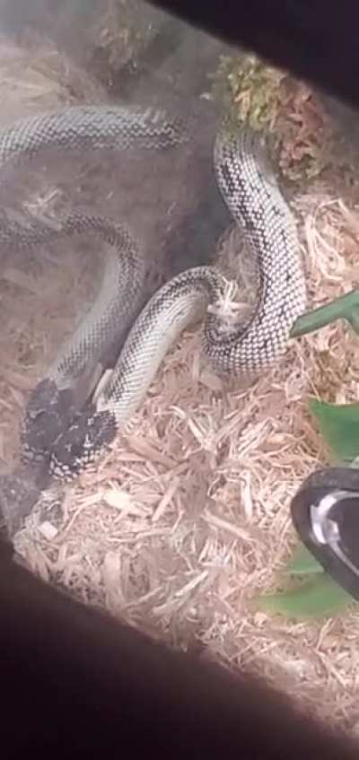 My California Kingsnake has been burrowing into the glass like this recently. Should I be worried?