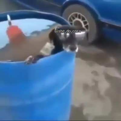 What the dog doing?