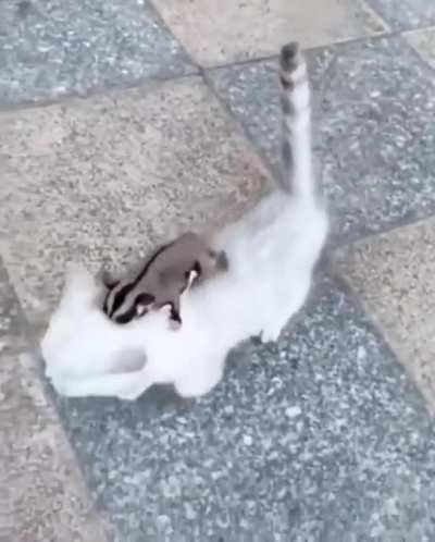 飞鼠