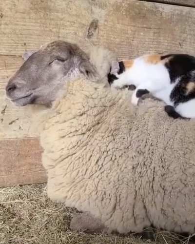 Strange duo, but cute.