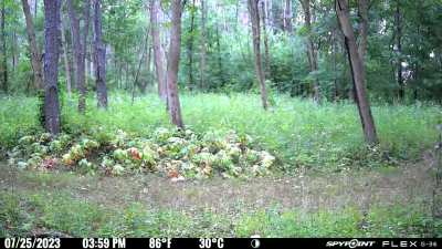 Spypoint cameras are a good value 