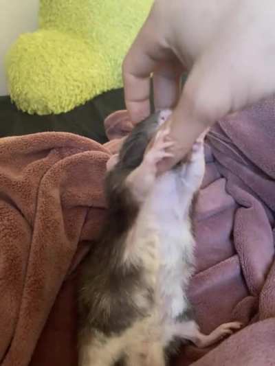 Bob can&rsquo;t get enough of the scritches