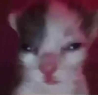 cat vibing to geometry dash