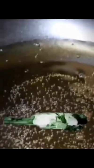 Masala Bhindi 