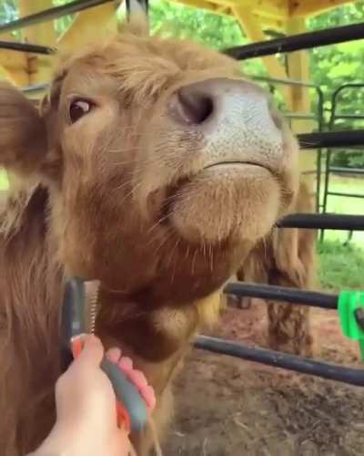Good Pupper Being Brushed