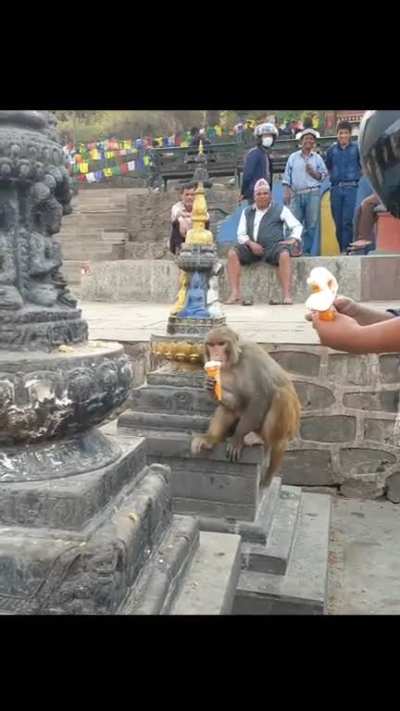 Monkey like to eat icecreams 