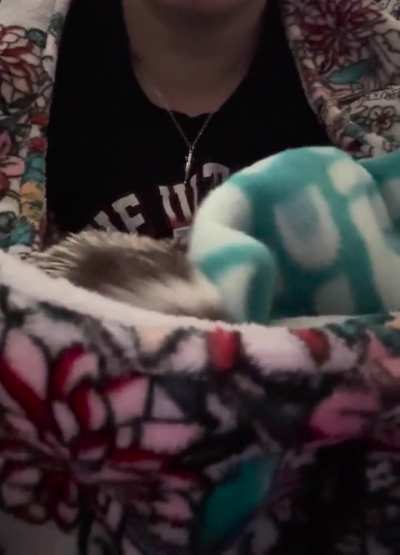 Pippin says &ldquo;Greetings!&rdquo;
