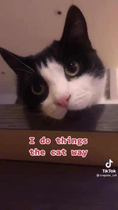 🎶The Cat Way🎶