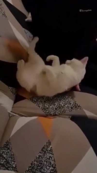 Agile cat