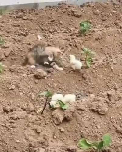 chick dodging left and right claw attack.
