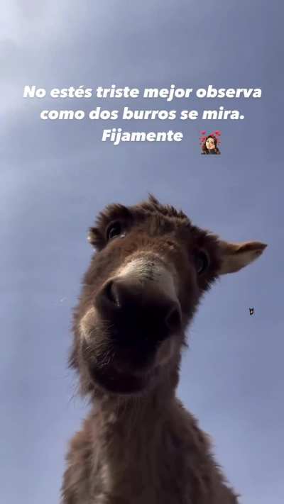 No est&eacute;n tristes.