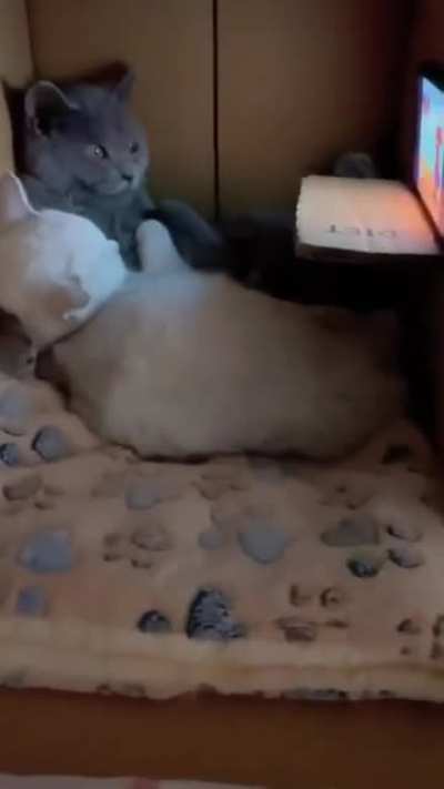 Catflix