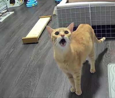 Foster cat yelling at me through the camera 🙀