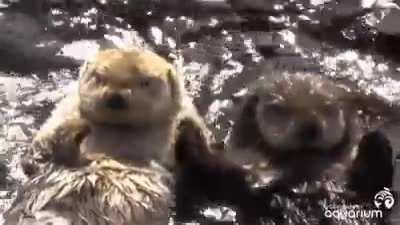 less femcel/incel posts. more otter posts. ✝️🦦