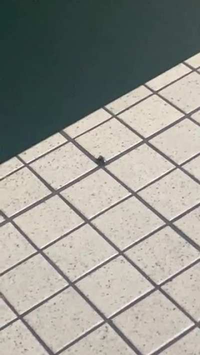 Filming this spider didn&rsquo;t go as planned&hellip;