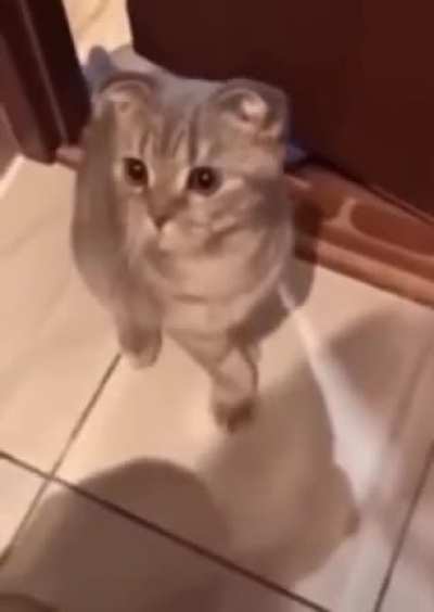 "If you're a good kitty say meow"